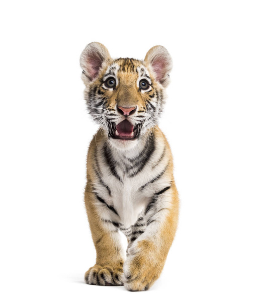 Δύο μηνών τίγρη κουτάβι στέκεται πάνω σε λευκό φόντο - Φωτογραφία, εικόνα