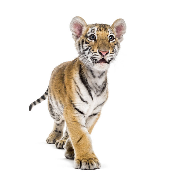 Δύο μηνών τίγρη cub με τα πόδια σε λευκό φόντο - Φωτογραφία, εικόνα