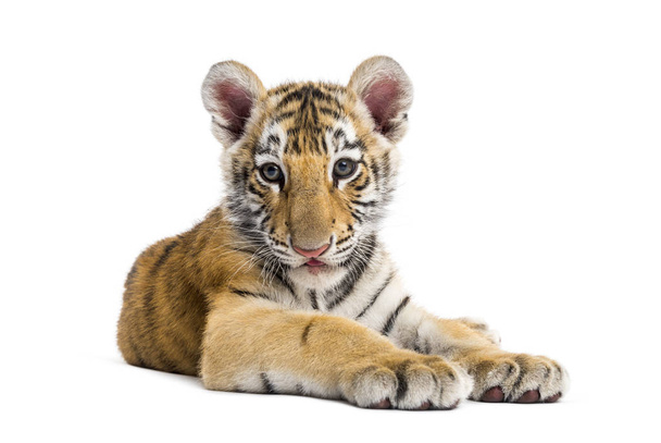 Δύο μηνών τίγρη κουτάβι που βρίσκεται σε λευκό φόντο - Φωτογραφία, εικόνα