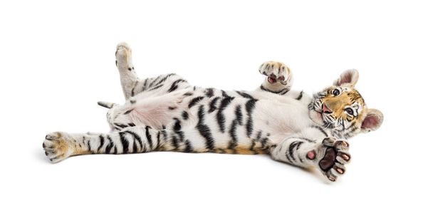 Twee maanden oud tijgerwelpje liggend tegen witte achtergrond - Foto, afbeelding