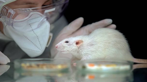 Scientist monitoring rat behavior after experiment, animal testing, development - Foto, Imagen