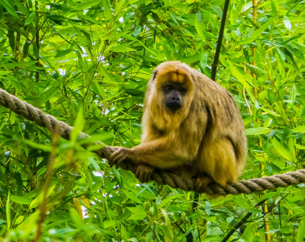 mono aullador hembra sentado en una cuerda en primer plano, especie de primates tropicales de América
 - Foto, Imagen