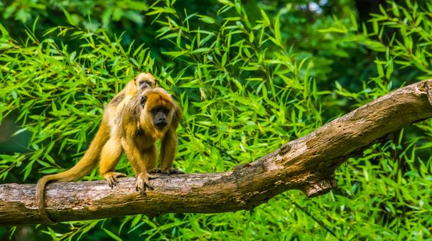 zlatý jekot matka opice nesoucí své dítě na zádech, primát s dítětem, tropické zvíře druh z Ameriky - Fotografie, Obrázek