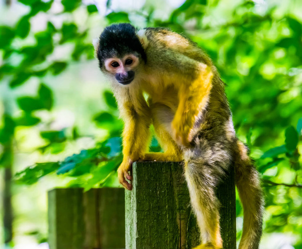 close-up de um macaco esquilo comum sentado em um poste de madeira, macaco pequeno da bacia amazônica da américa
 - Foto, Imagem