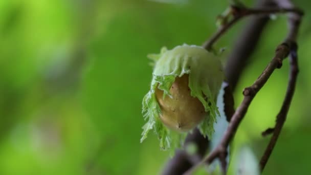 Zrání lískových ořechů na divoké Hazelové stromy - Záběry, video