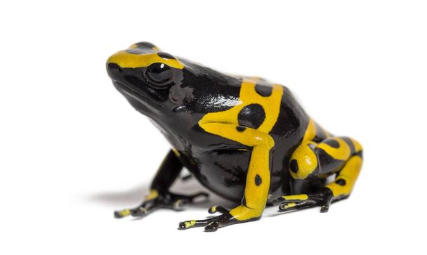 Yellow-banded poison dart frog, Dendrobates leucomelas - Photo, image