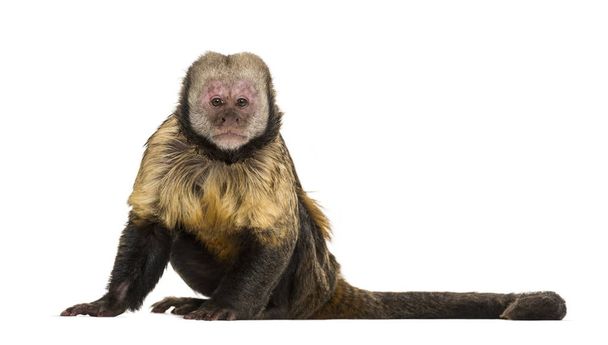 Capuchino de vientre dorado, Sapajus xanthosternos
 - Foto, Imagen
