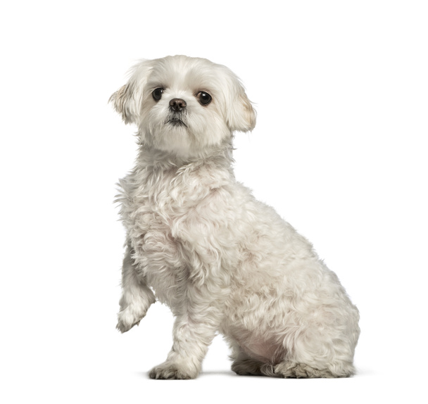 Maltese hond zit tegen de witte achtergrond - Foto, afbeelding