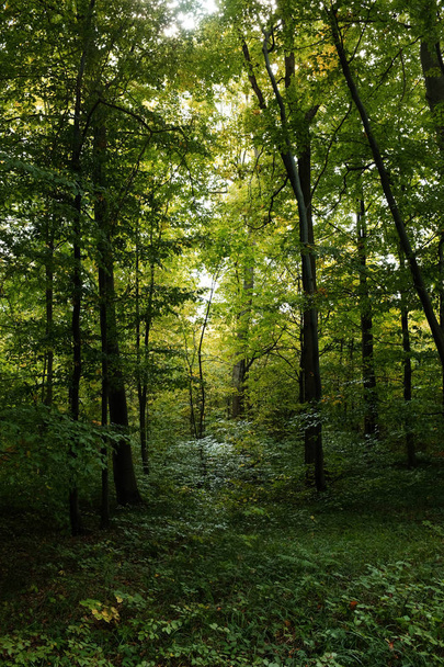 Las. Słoneczny poranek w lesie liściastym - Zdjęcie, obraz