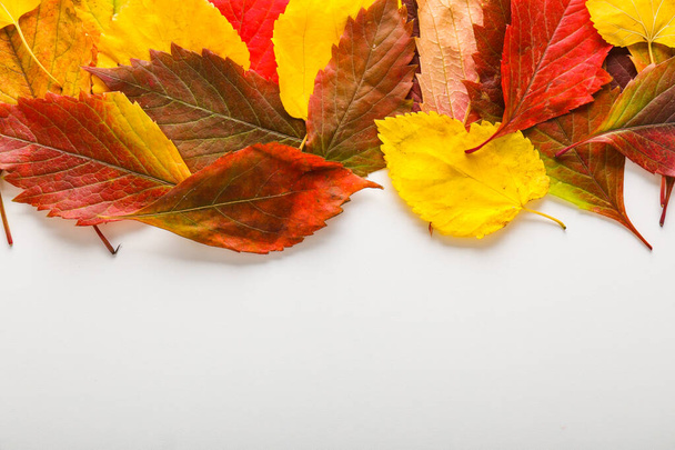 Beautiful autumn leaves on white background - Photo, Image