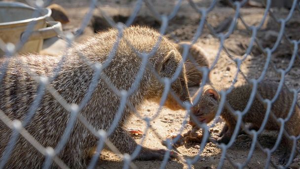 Çizgili firavun faresi ve yavrusu hayvanat bahçesinde, bir kuşhanede - Fotoğraf, Görsel