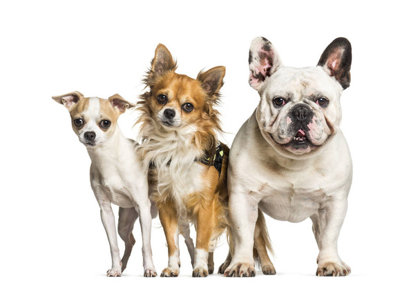 Chihuahuas και γαλλικό μπουλντόγκ στέκεται πάνω σε λευκό φόντο - Φωτογραφία, εικόνα