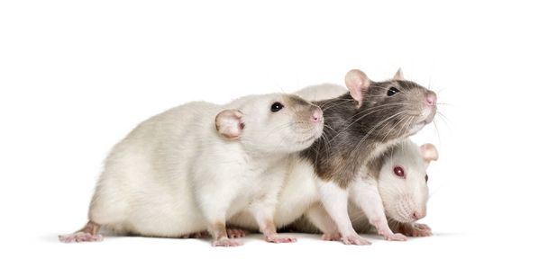 Ratas domésticas contra fondo blanco
 - Foto, imagen