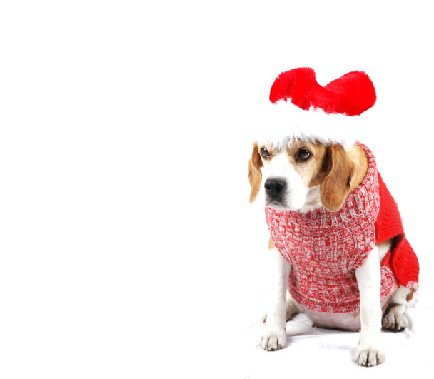 Χριστουγεννιάτικο σκυλί ως Άγιος Βασίλης - Φωτογραφία, εικόνα