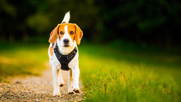 Beagle cane cammina lungo un sentiero tra i campi - Foto, immagini