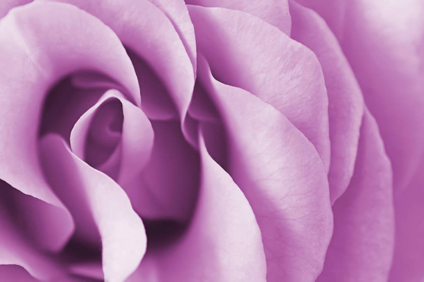 Uitzicht van dichtbij op paarse roos. Macro beeld. Selectieve focus - Foto, afbeelding