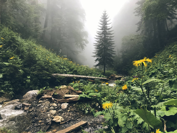 Krásný les kavkazských hor v mlze. Rusko - Fotografie, Obrázek