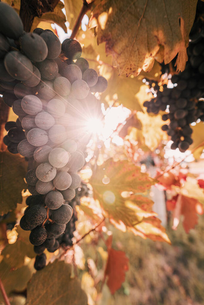 Виноградні плоди крупним планом восени, перед збиранням
. - Фото, зображення