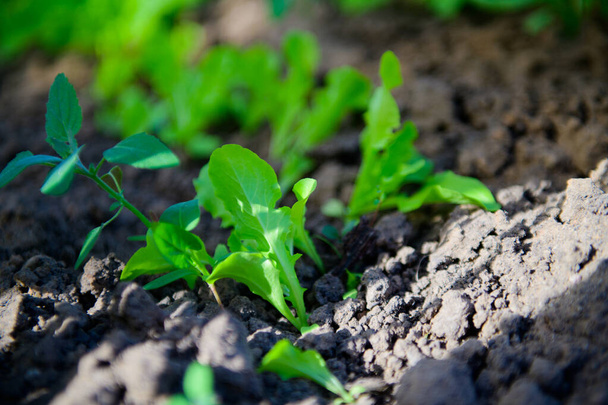 Cultivando verduras en un invernadero. comida ecológica. verde de la señora. col con cebolla
 - Foto, Imagen
