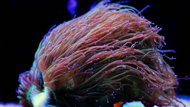 Cudowna elegancja korala - Catalaphyllia jardinei - Zdjęcie, obraz