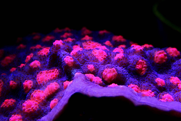 Corallo di calice - Echinophyllia sp
. - Foto, immagini