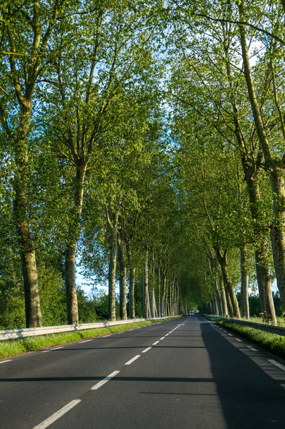 Beautiful straight road and green trees - Photo, Image