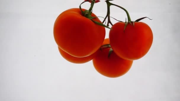 Čtyři zralé rajčata plovoucí ve vodě na bílém pozadí - Záběry, video