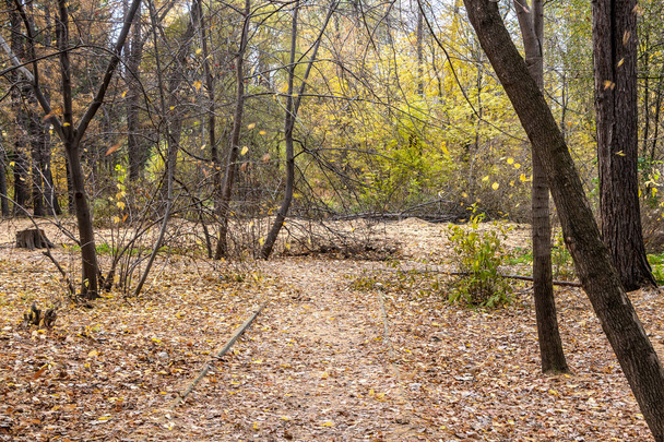 Nasser Pfad mit gelben Blättern in einem verlassenen Herbstpark - Foto, Bild