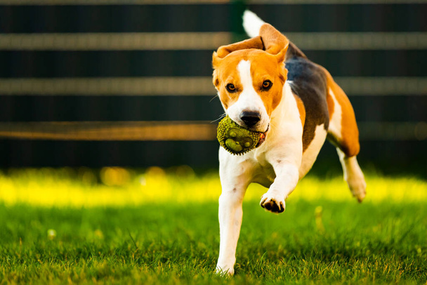 Beagle-Hund springt und rennt mit Spielzeug in Richtung Kamera - Foto, Bild