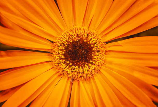 beau fond abstrait de fleur de gerbera orange gros plan
 - Photo, image