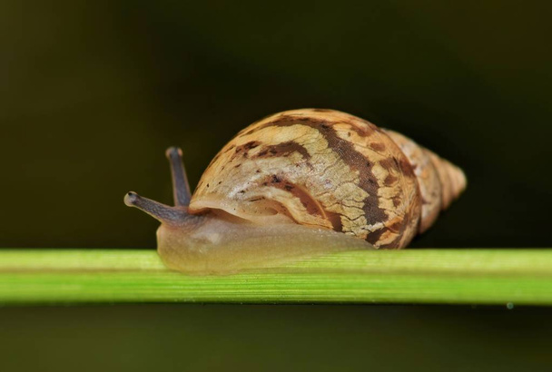 Striped Rabdotus Land Snail active on a plant stem. Photo taken at night in Houston, Texas. - 写真・画像