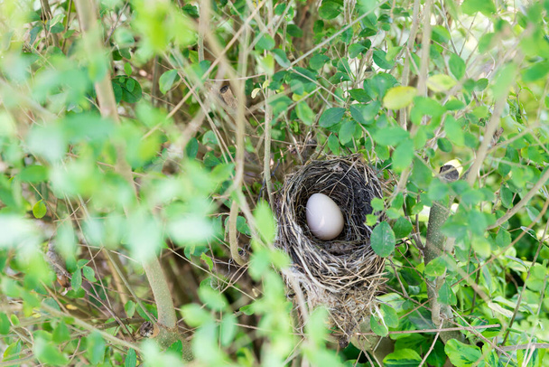 Птичье гнездо с яйцом - Фото, изображение
