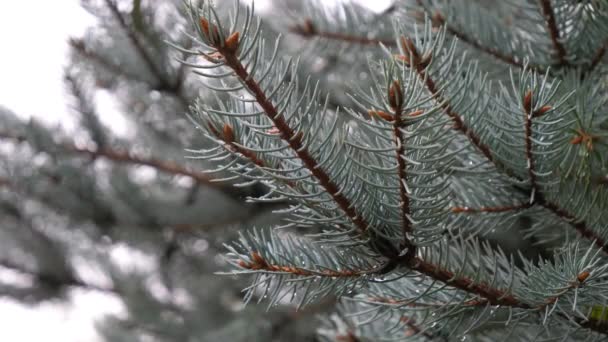 View on blue spruce in rainy day in autumn season - Footage, Video