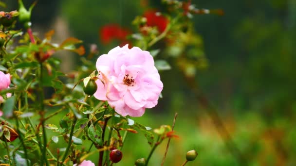 άγριο ροζ τριαντάφυλλο σε βροχερές ημέρες - Πλάνα, βίντεο