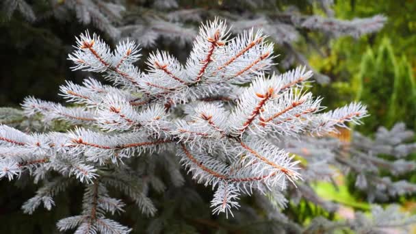 View on blue spruce in rainy day in autumn season - Footage, Video