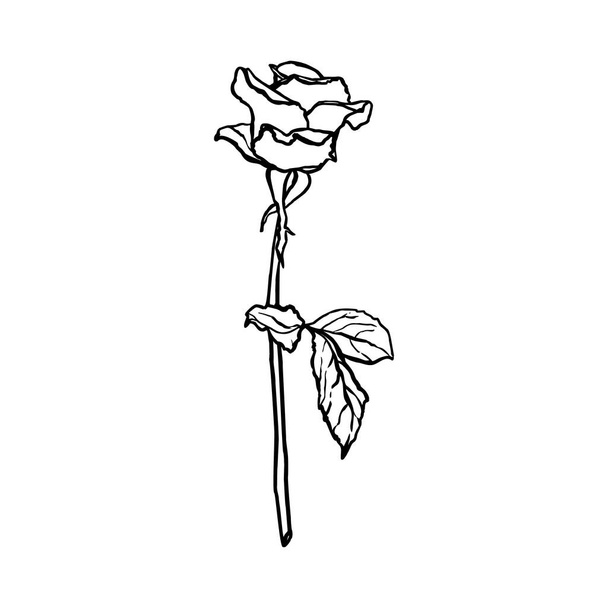 バラの花の線画。トレンドミニマリストスタイルのベクトルアウトラインの花. - ベクター画像