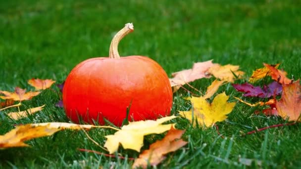 Pumpkin on a grass on yard in october - Footage, Video