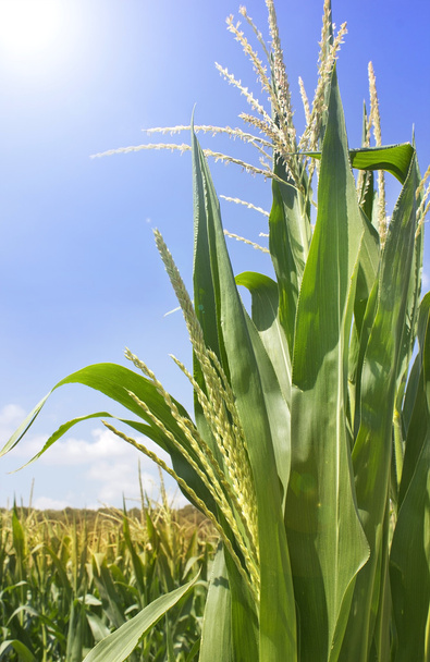 zielone pędy kukurydzy - Zdjęcie, obraz