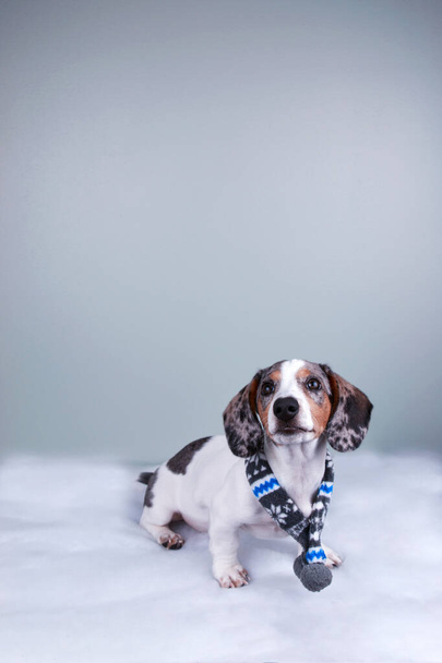 pequeño lindo salchicha dachshund doxie perro con bufanda de invierno en p
 - Foto, imagen