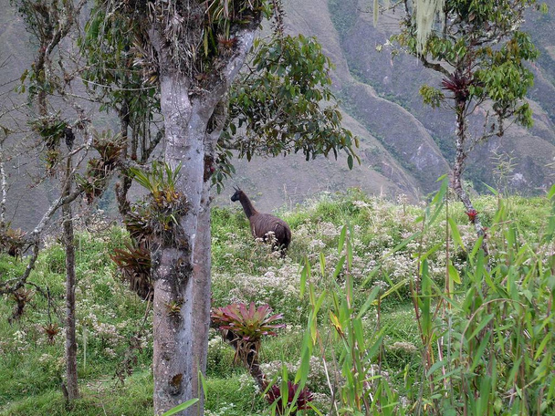 Anruf vor der Festung von kuelap beobachten das Ackerland der Anden-Gebirgskette - Foto, Bild