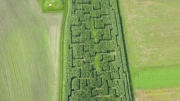 Widzimy piękne wzory na polu kukurydzy. Jest lato, natura jest zielona i wszystko kwitnie. Strzał z powietrza. - Materiał filmowy, wideo