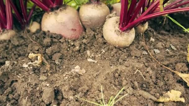 Several large beetroot growing in the garden bed. Autumn time. October - Séquence, vidéo