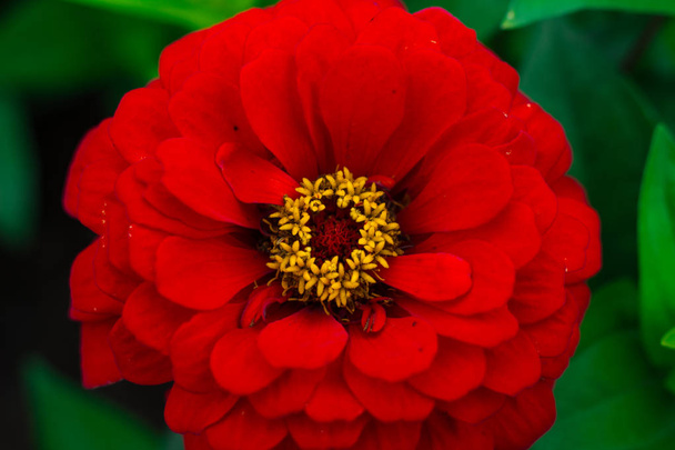 Piros virág, makró lövés. Virágágyás a parkban. felülnézet - Fotó, kép