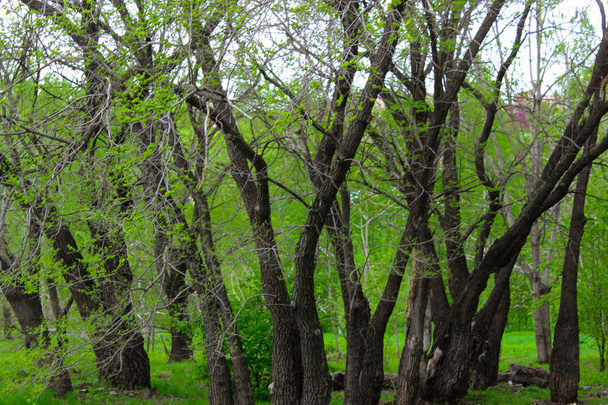 Ormandaki eğri ağaç gövdeleri. Güzel manzara. - Fotoğraf, Görsel