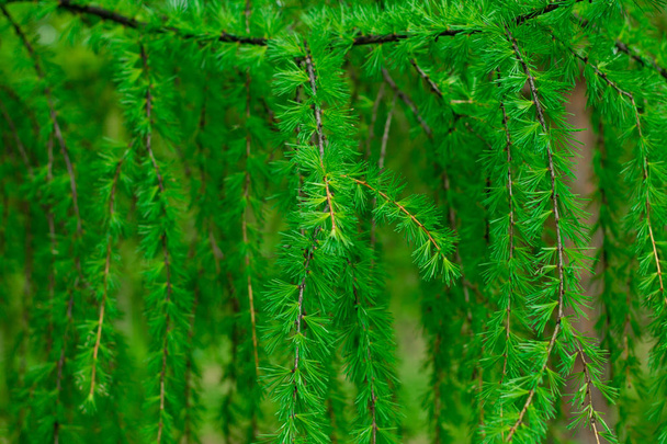 Background from fir branches and needles. Coniferous Patern. - 写真・画像