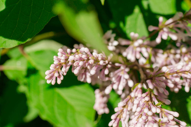 Unblown Lilac Flowers. Spring tree. - Photo, Image