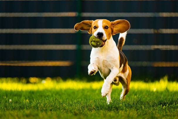 Beagle-koira hyppää ja juoksee lelun kanssa kohti kameraa - Valokuva, kuva