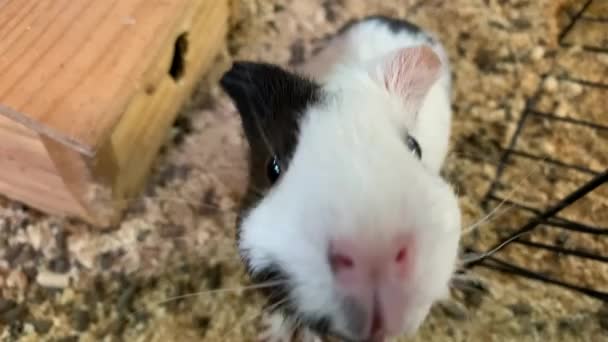 Beautiful black and white guinea pig with a pink nose sits and looks at the camera. - Filmati, video
