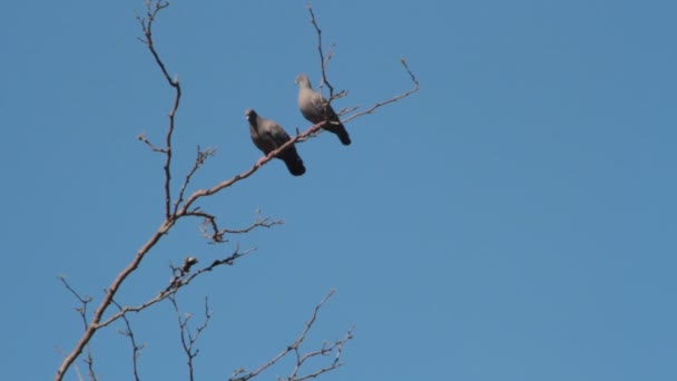 holubi vznášející se nad větvemi ve námluvách páření - Záběry, video