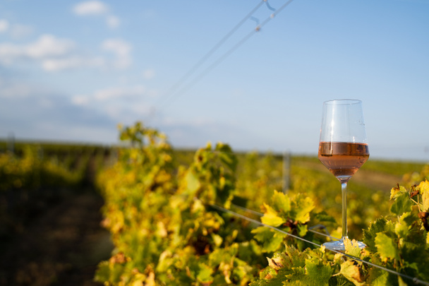verre de vin de rose dans le vignoble avec ciel bleu
 - Photo, image